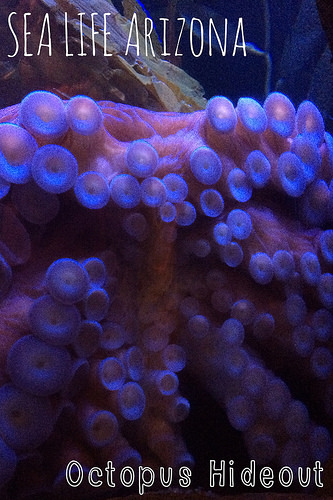 Octopus Hideout Comes to Sea Life Arizona