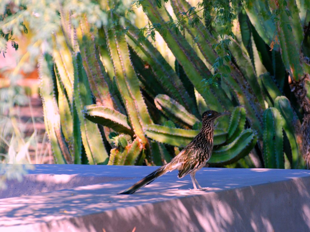 Desert Botanical Garden road runner
