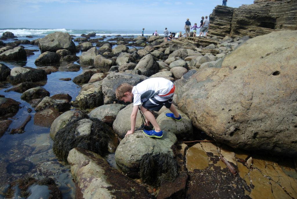Exploring Point Loma Tide Pools