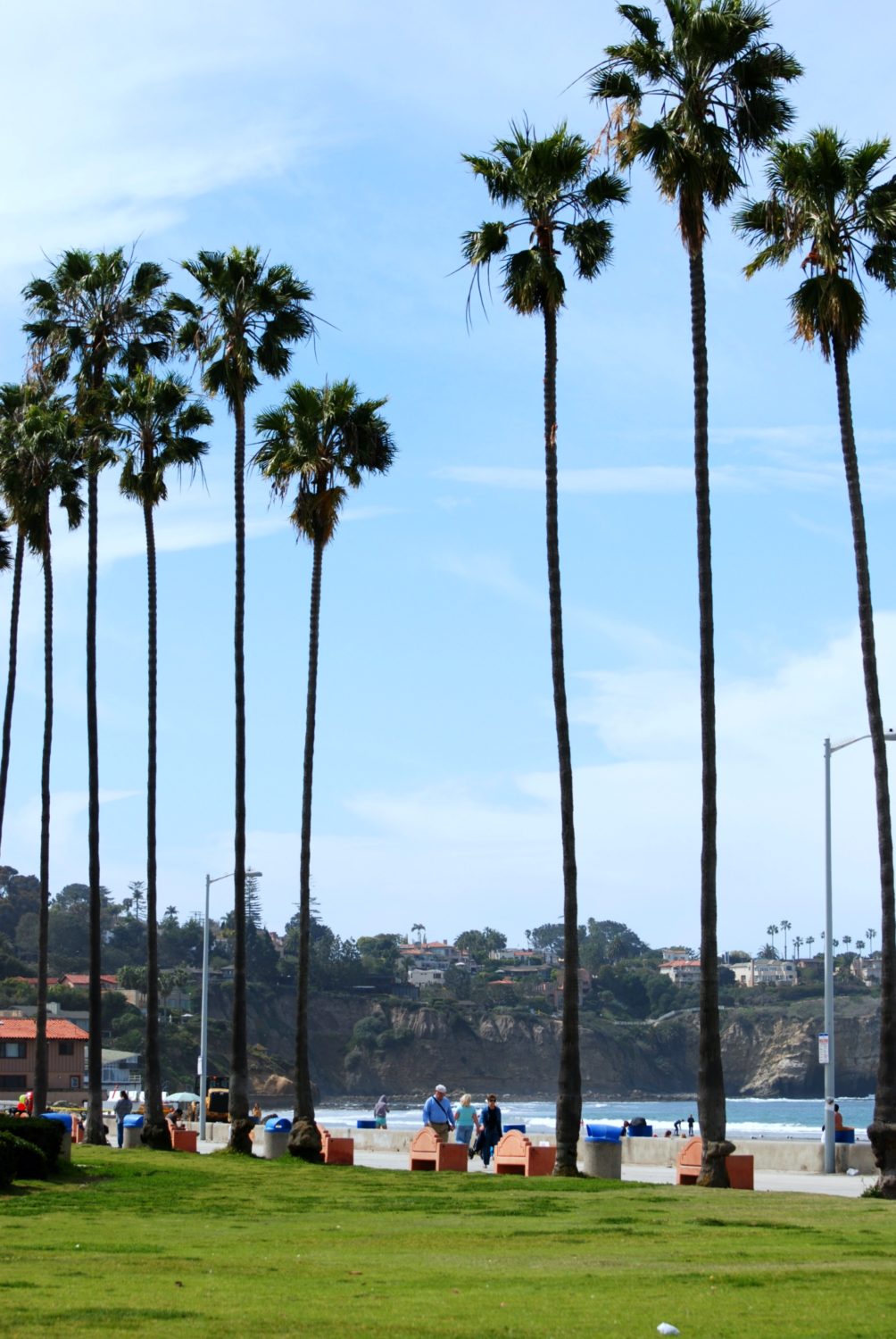 Palm Trees La Jolla Shores