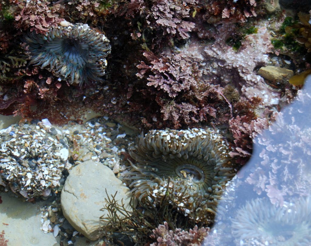 Point Loma Tide Pools
