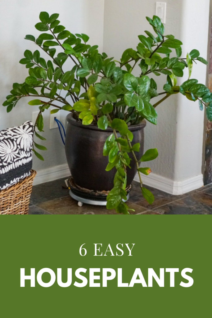 6 Easy Houseplants