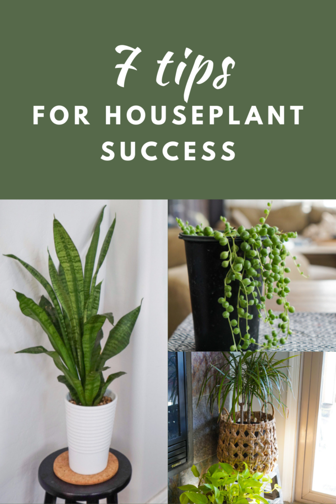 7 Tips for Houseplant Success