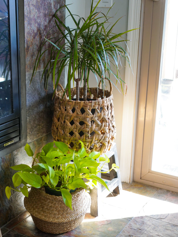 house plants tips for growing