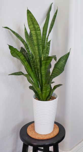 snake plant