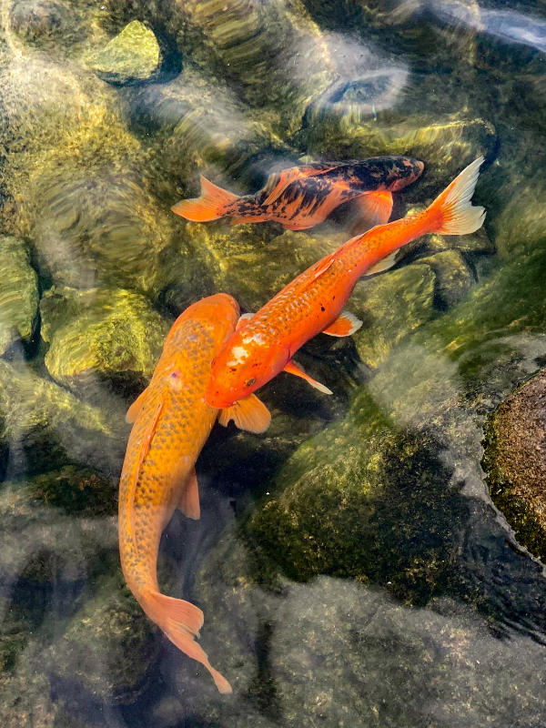 Japanese Friendship Garden Phoenix koi fish
