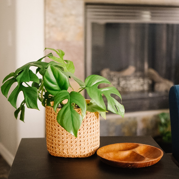 The Best Pots for House Plant Lovers