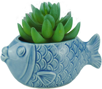 fish succulent pot